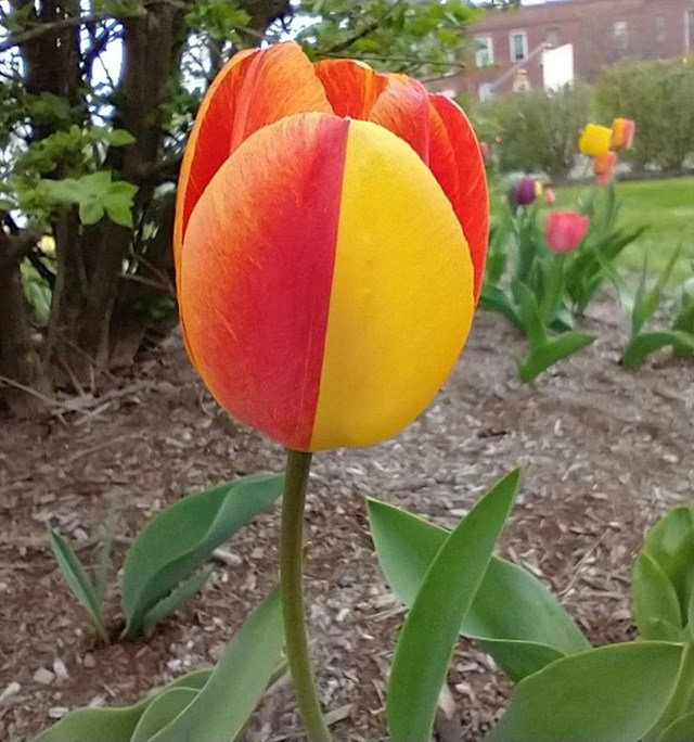 "Ovaj tulipan s jednom polužutom laticom."
