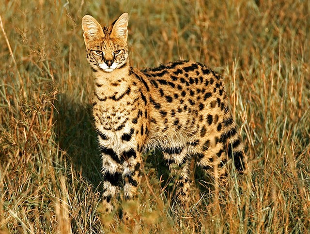 #11 Serval