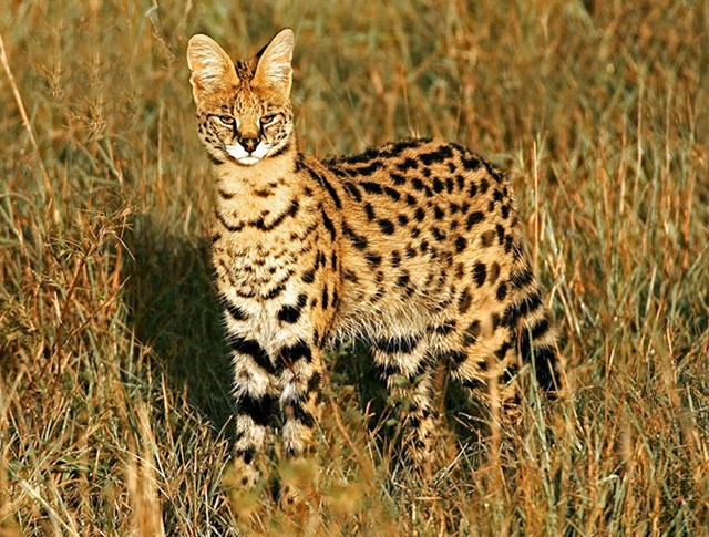 #11 Serval