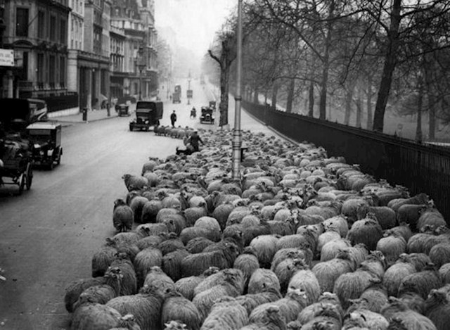 Stado od 600 ovaca koje se koriste kao kosilice na Green Parka-u, London, 1931. godine.