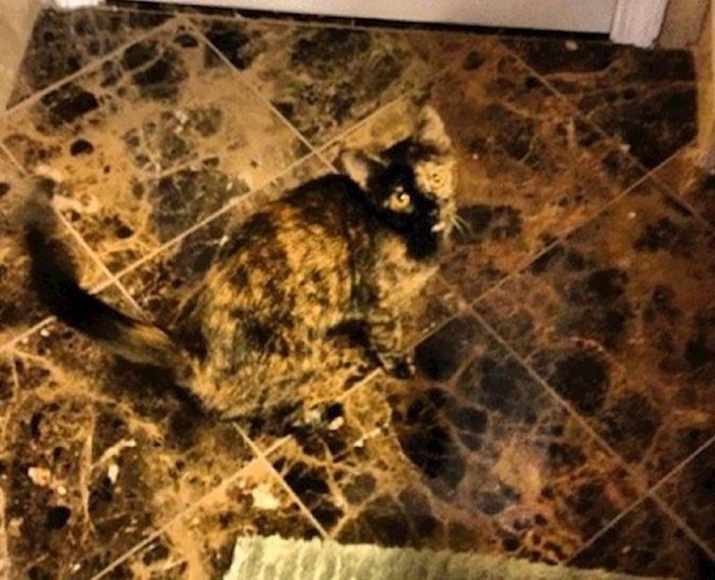 "Moj dečko mi je nabavio mačku, ali ja sam je izgubila."