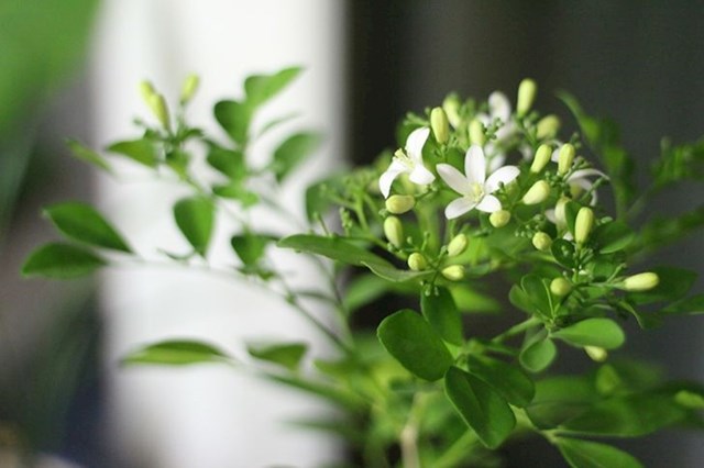 Jasmin (slatkast miris)