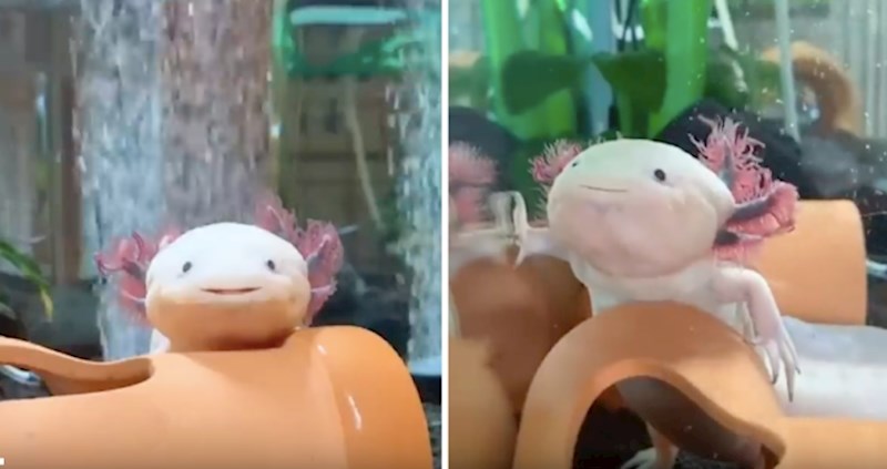 VIDEO Ova stvorenja osim što su majstori regeneracije, imaju i preslatke osmijehe