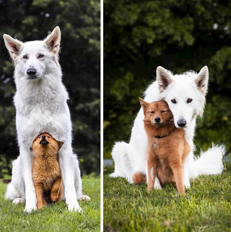 "Izgledaju odraslo."