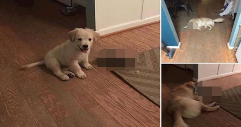 Ovaj pas cijeli život ne odvaja se od vrlo neobičnog prijatelja