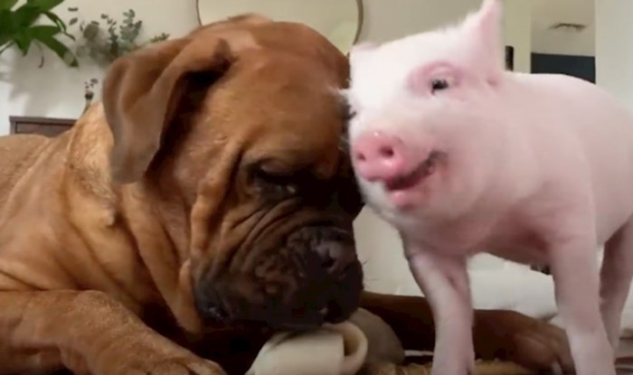 VIDEO Pogledajte kako izgleda ljubav ove minijaturne svinje i velikog mastifa