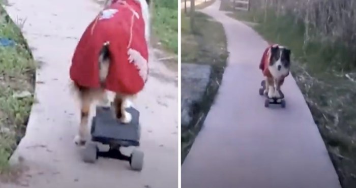 VIDEO Ovaj pas besprijekorno vozi skateboard po uskoj cesti vozi
