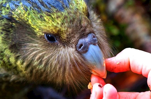 10. Iako je ugrožena vrsta, broj Kakapoa u stalnom je rastu.