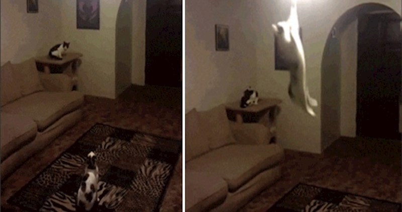 Pogledajte kakvu zabavu su smislie ove mačke