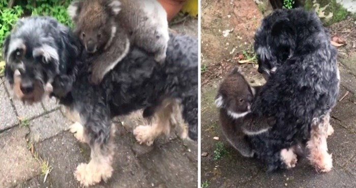 VIDEO Mladunče koale zamijenilo je ovog psa za svoju majku