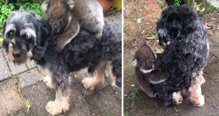 VIDEO Mladunče koale zamijenilo je ovog psa za svoju majku