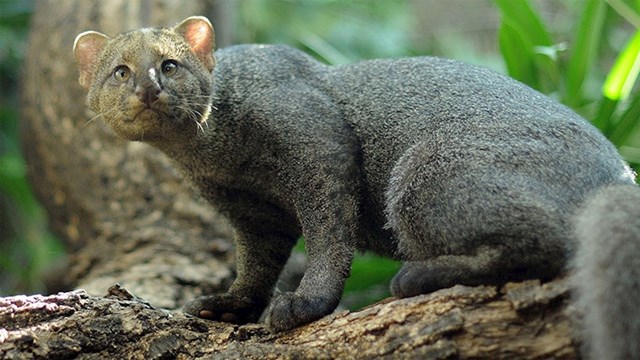 #8 Jaguarundi