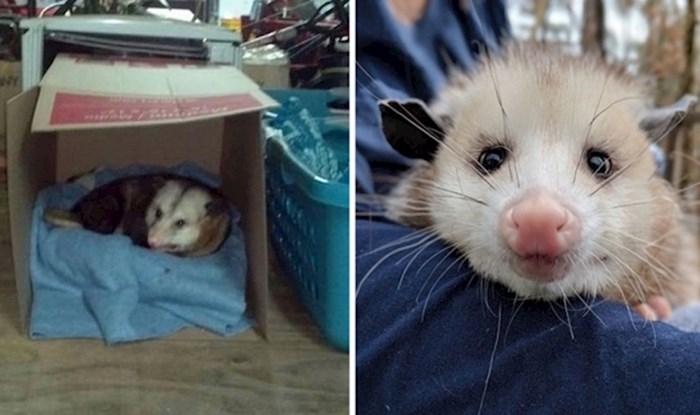 Žena koja je dopustila oposumu da ostane u njezinoj garaži postala je viralni hit