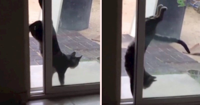 Ona ima svoj presmiješni način kako se vratiti u dom nakon svake šetnje