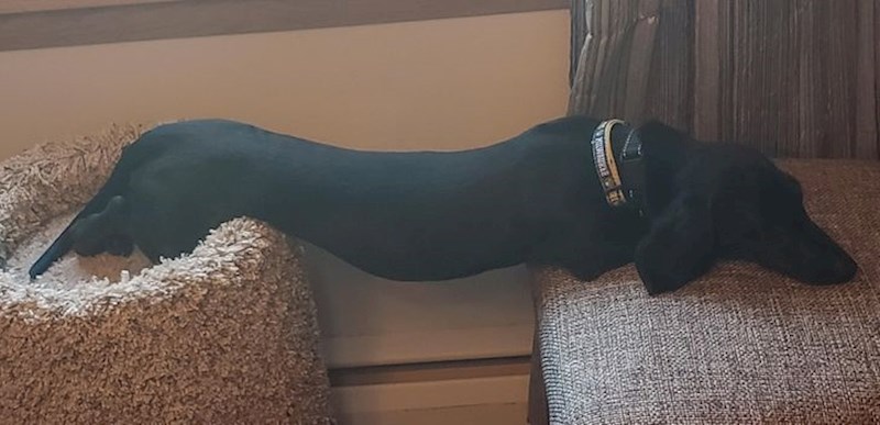 3. “Obično se sklupča na vrhu kreveta za mačke, a ovo je nešto novo."