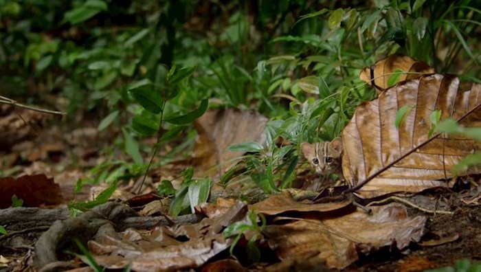 VIDEO Zavirite u svijet najmanje divlje mačke na svijetu