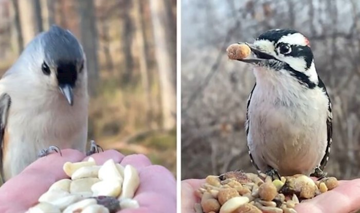 Ovoj fotografkinji ptice jedu iz dlana, a sve bilježi slow motion tehnikom