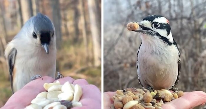 Ovoj fotografkinji ptice jedu iz dlana, a sve bilježi slow motion tehnikom