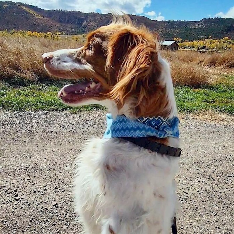 Nakon operacije počeo je skakutati kako bi se kretao.