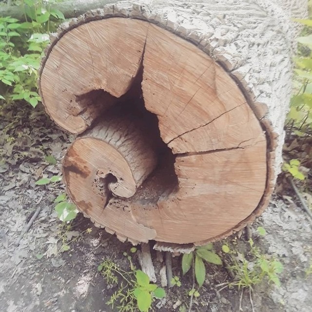 Fibonaccijevo stablo.