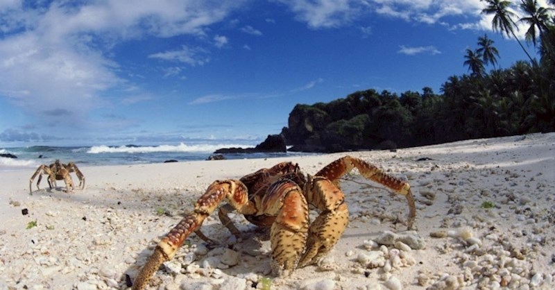Ovi zastrašujući rakovi prosječne su veličine domaće mačke