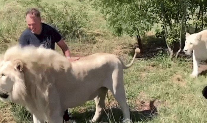 Pogledajte predivni trenutak susreta bijelih lavova s čovjekom koji ih je odgojio