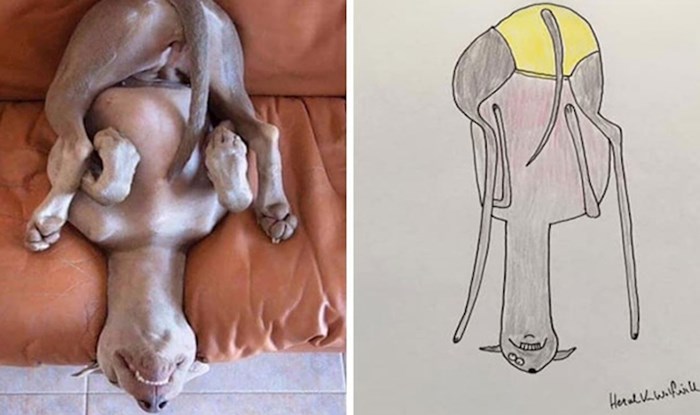 Smiješne fotke životinja postaju urnebesne kada ih ovaj umjetnik nacrta