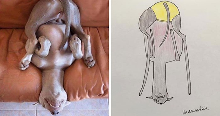 Smiješne fotke životinja postaju urnebesne kada ih ovaj umjetnik nacrta