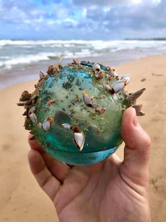 "Dok smo šetali plažom na Havajima, moja supruga i ja pronašli smo ovu staklenu kuglu koja je postala dom malog morskog ekosustava."
