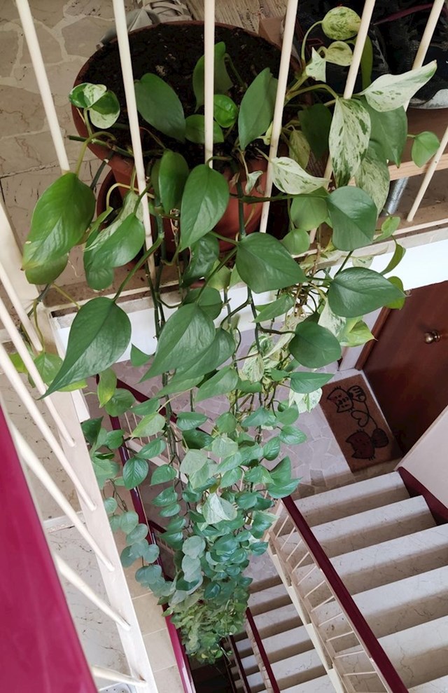15. “Ova izuzetno duga biljka u mom stanu. Duga je 4 kata."