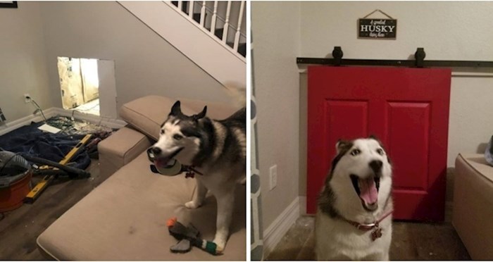 Kupio je svoju prvu kuću pa je odlučio i svojim psima napraviti vlastitu sobicu