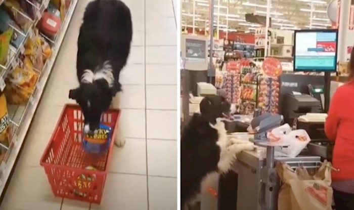VIDEO Ovaj pas koji samostalno ide u kupovinu nas je oduševio