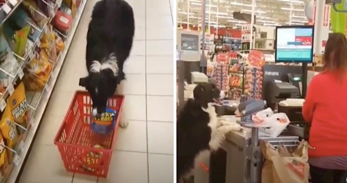 VIDEO Ovaj pas koji samostalno ide u kupovinu nas je oduševio