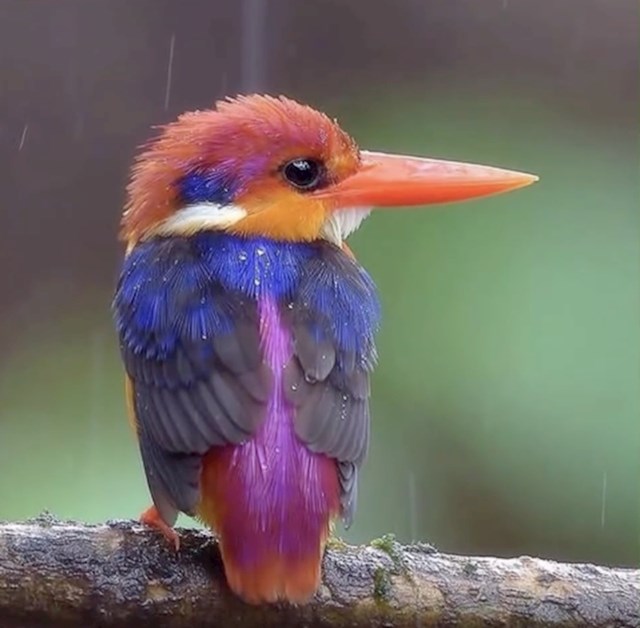 #13 Oriental dwarf kingfisher.
