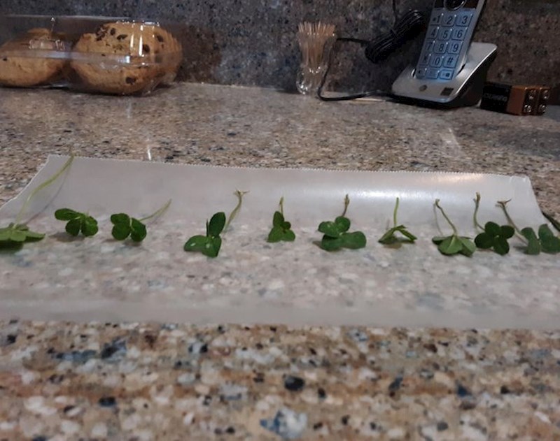 “Pronašao sam 10 djetelina s 4 lista.”