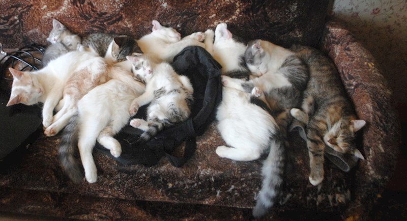 15. I zapamtite, mačke se množe prilično brzo.