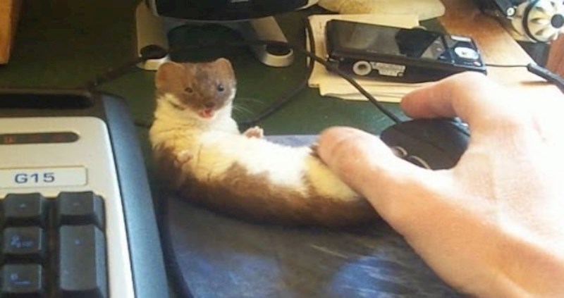 Uz ovu neodoljivu lasicu, korištenje računala još je zabavnije