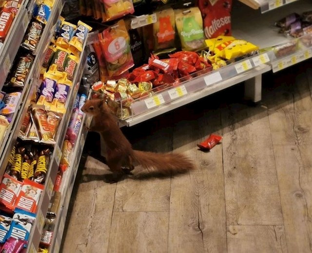 "Vjeverica je uletjela u trgovinu u kojoj radim i ukrala čokoladicu."
