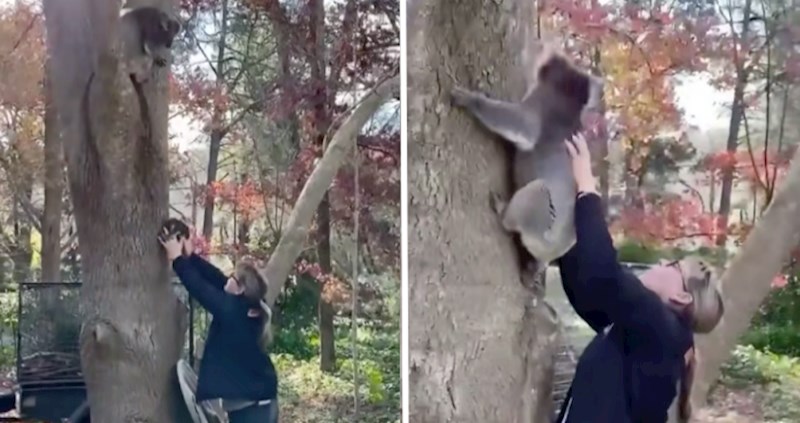 VIDEO Pao je s drveta, ali na kraju su malu koalu ipak vratili mami. Pogledajte dirljivi trenutak