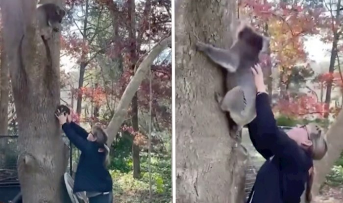 VIDEO Pao je s drveta, ali na kraju su malu koalu ipak vratili mami. Pogledajte dirljivi trenutak