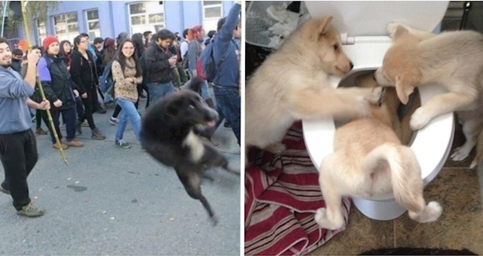 Urnebesne fotke pasa koje će svima izmamiti veliki osmijeh na lice