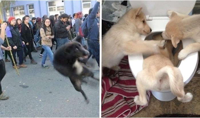 Urnebesne fotke pasa koje će svima izmamiti veliki osmijeh na lice