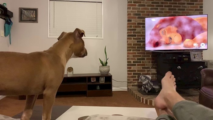 VIDEO Pogledajte nevjerojatnu reakciju ovog psa koji gleda Kralja lavova