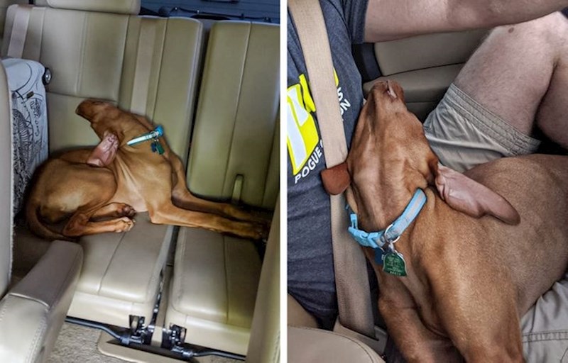 “Samo moj pas koji drijema..."