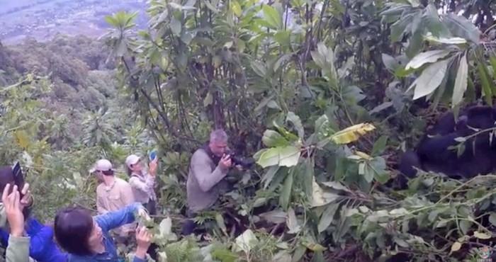 VIDEO Pogledajte kako će završiti nevjerojatni turistički susret s gorilom