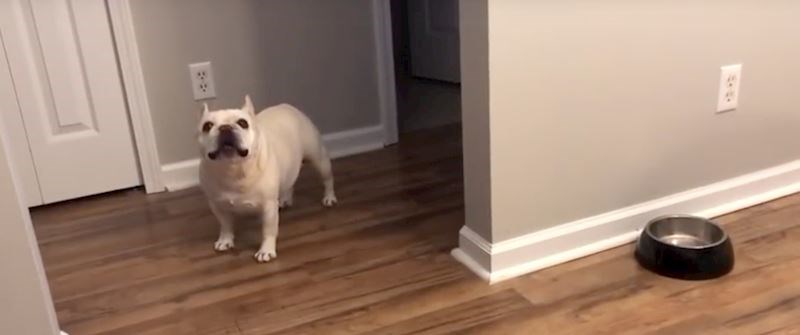 VIDEO Ovom francuskom buldogu ne sviđa se dijetalna ishrana