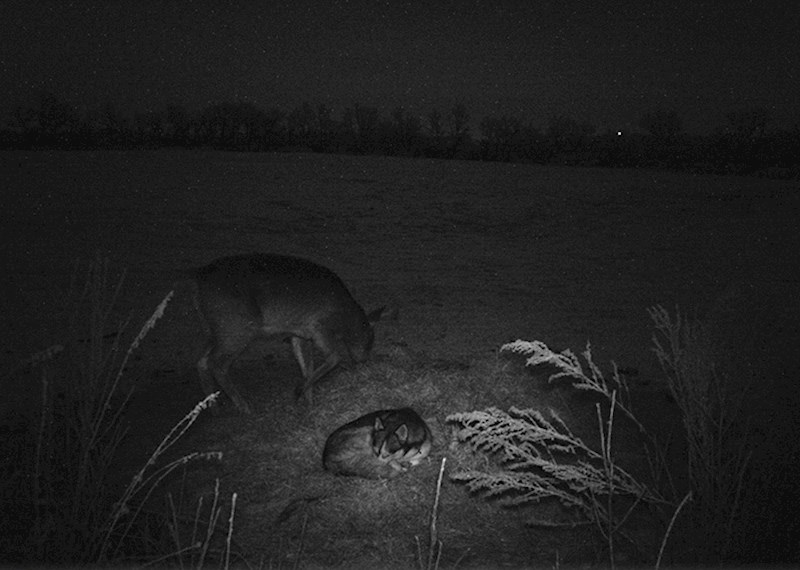 Pronašli su je na snimkama, ali Koda nije bila sama, družila se s neobičnim prijateljem. :)
