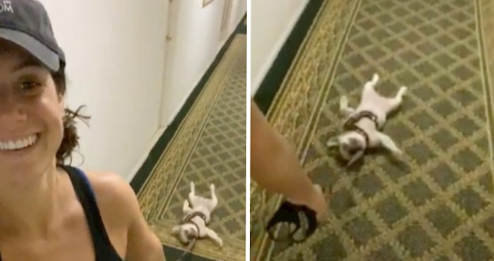 VIDEO Ovaj francuski buldog jednostavno odbija hodati hodnikom