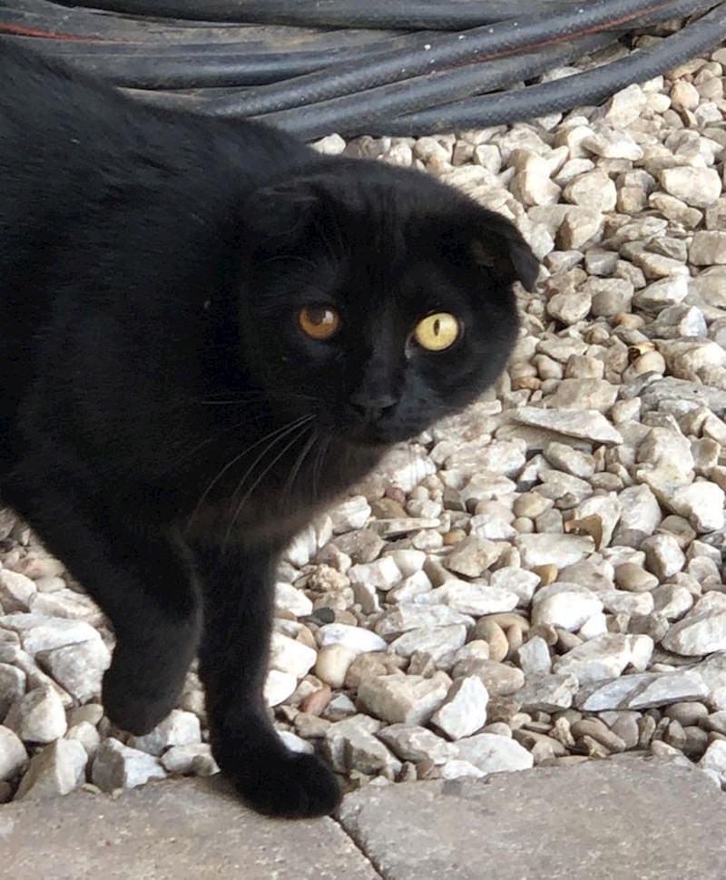 "Oči ove mačke s različitim šarenicama i zjenicama"