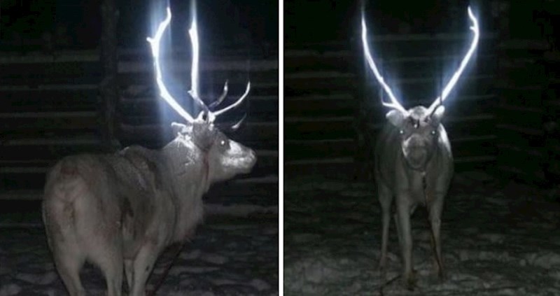 Finska je smanjila broj nesreće na cestama primjenjujući fluorescentne materijale na rogove životinja